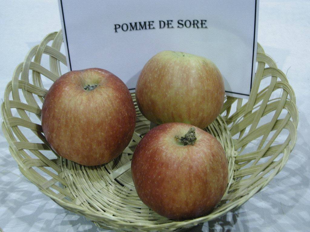 POMME DE SORE