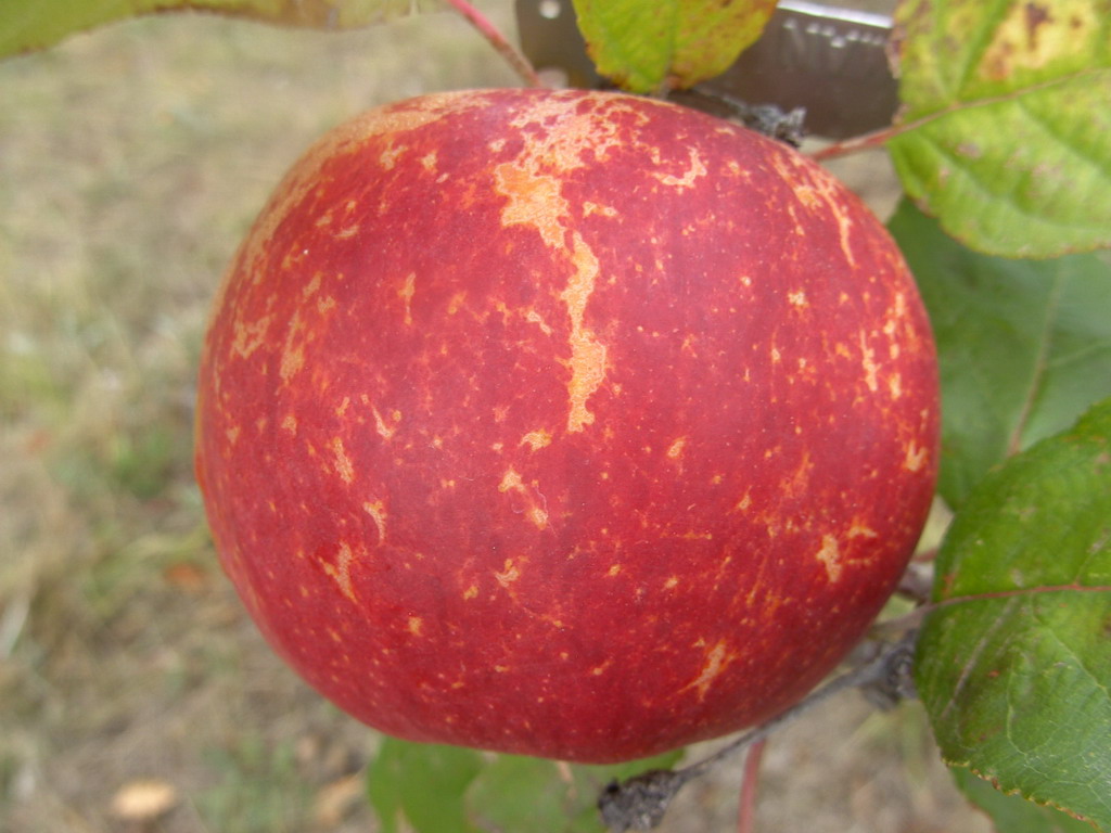 REINETTE BAUMANN -  En Octobre avant la récolte - In october befor crop