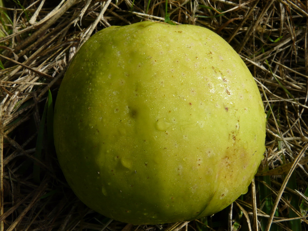 SAINT-ANDRÉ - Photo prise dans le verger de l'INRA en septembre