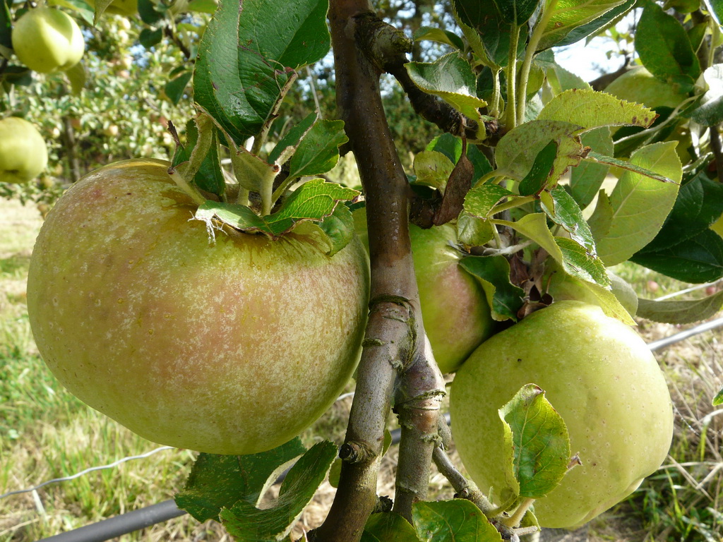 SAINT-ANDRÉ - Photo prise dans le verger de l'INRA en septembre