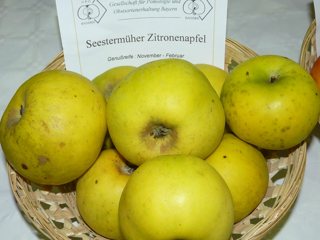 Seestermüher Zitronenapfel -  Exposé  le 17 novembre à Eurocroq’pom LIMOGES  2013  par GPO Bayern