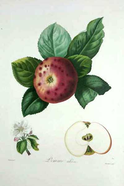 Pomme Aleose