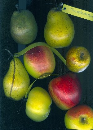 Fruits moulés