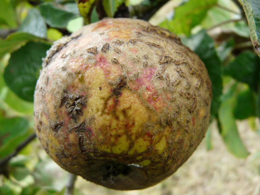 LESCRETS FRUITS ET POMOLOGIE LES POMMES THE APPLES - KNOBBY RUSSET