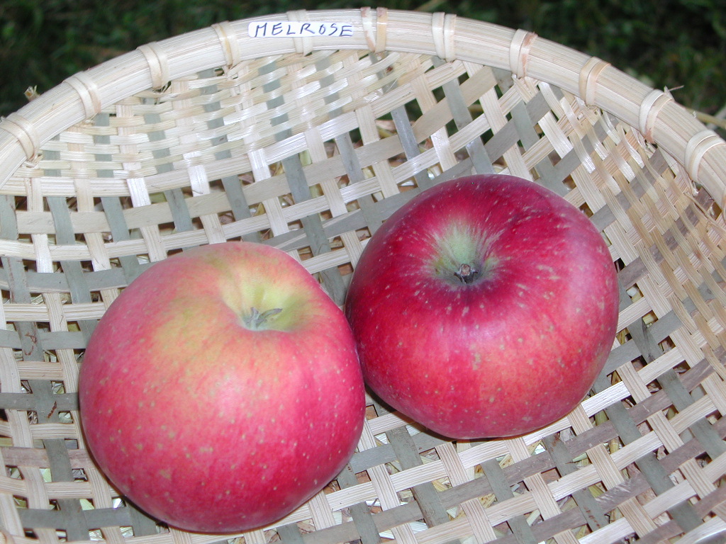 LESCRETS FRUITS ET POMOLOGIE LES POMMES THE APPLES MELROSE